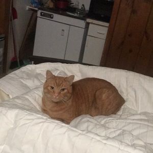 Meet your Posher, Bobby